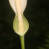 Caladium bicolor (Aiton) Vent.